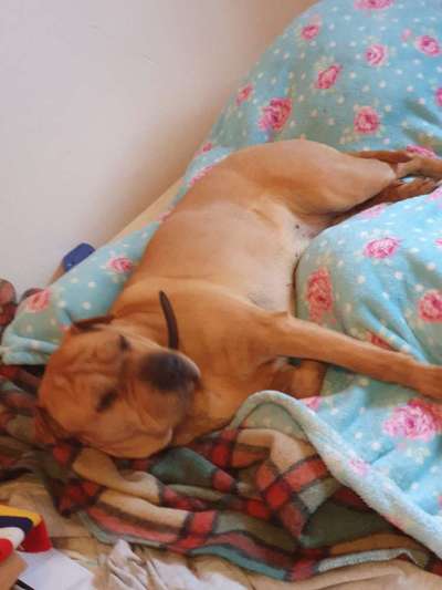 Dogorama Photo Challenge- genervter Blick-Beitrag-Bild