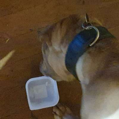 Zeigt her Eure Futternäpfe-Beitrag-Bild