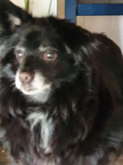 Unsere Fellnasen im Regenbogenland-Beitrag-Bild