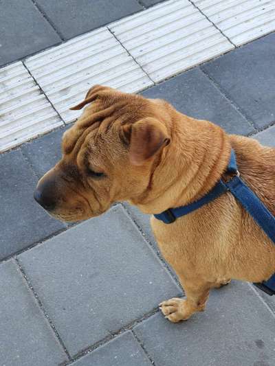 Die Dogorama Wochen Challenge-Beitrag-Bild