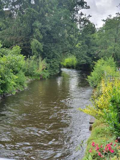 Die wunderschöne Welt mit Hund.-Beitrag-Bild