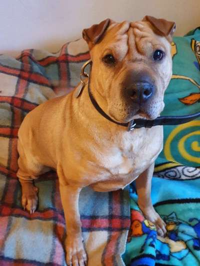 Bettel Blicke-Beitrag-Bild