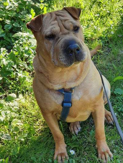 Rassen und ihre Eigenschaften-Beitrag-Bild