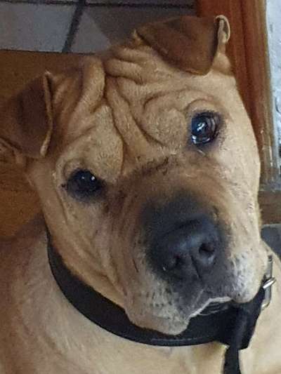 Welche Hunderasse-Beitrag-Bild