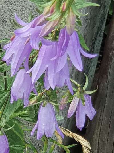 Die wunderschöne Welt mit Hund.-Beitrag-Bild