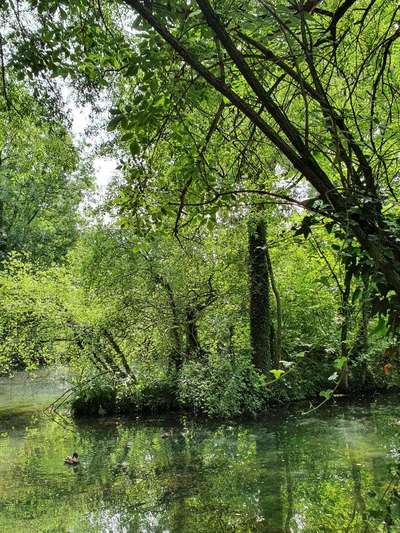 Die wunderschöne Welt mit Hund.-Beitrag-Bild