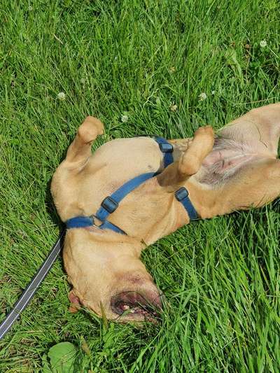 Fotosammlung: ,,Der natürliche Hund" Unbearbeitet, ungestellt und in Natura-Beitrag-Bild