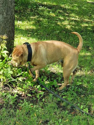 39. Collagen Challenge - Dein Hund auf einer Wiese-Beitrag-Bild