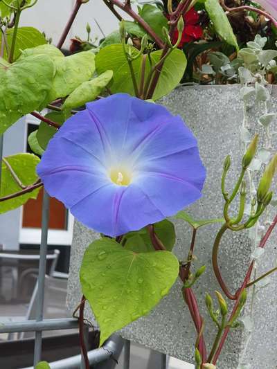 Die wunderschöne Welt mit Hund.-Beitrag-Bild
