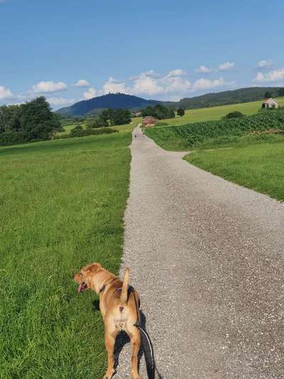 Die Lieblingsrunde eures Vierbeiners-Beitrag-Bild