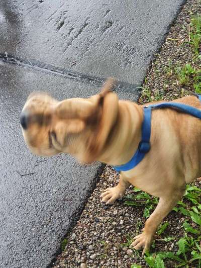 Die Dogorama Wochen Challenge: “Regenspaziergänge"-Beitrag-Bild