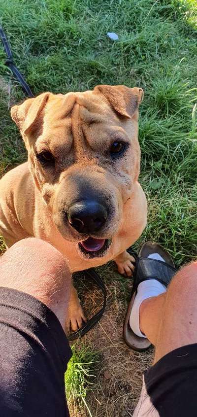 Shar Pei Mischlinge-Beitrag-Bild