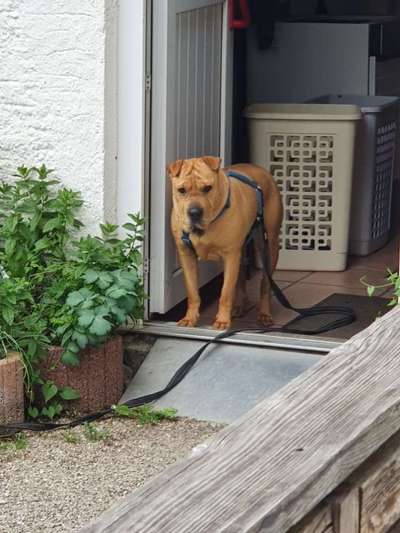 Hunde Memes-Beitrag-Bild