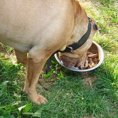 Zeigt her Eure Futternäpfe-Beitrag-Bild