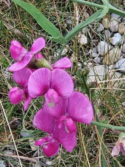 Die wunderschöne Welt mit Hund.-Beitrag-Bild
