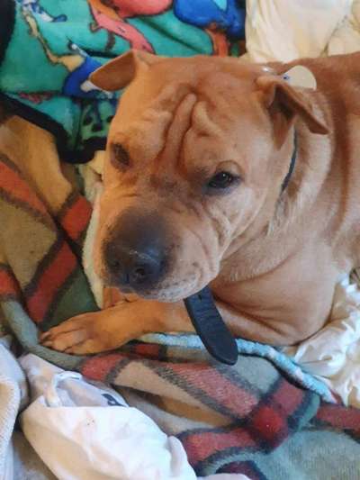 Shar Pei Fieber-Beitrag-Bild