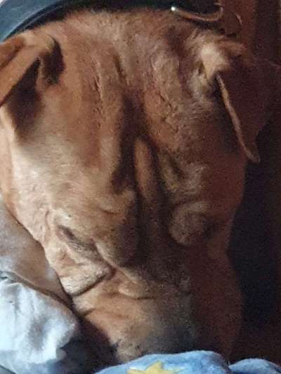 Zeigt mir die tollste Nahaufnahme von eurer Fellnase-Beitrag-Bild