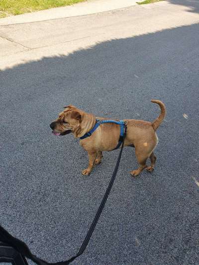 Dogorama Photo Challenge - an der Leine-Beitrag-Bild