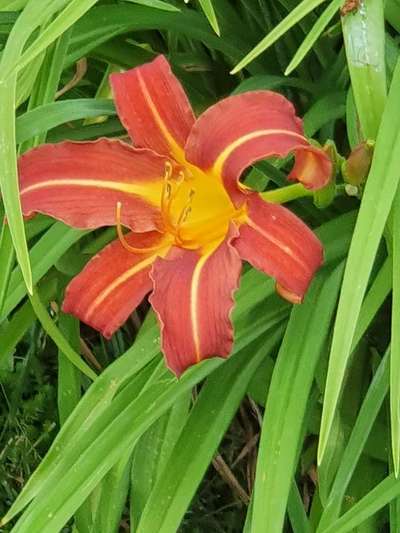 Die wunderschöne Welt mit Hund.-Beitrag-Bild