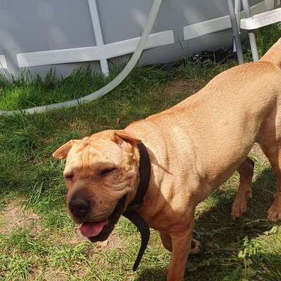 28. Farben Foto Challenge * BEIGE *-Beitrag-Bild