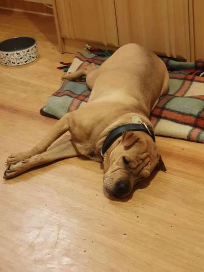 Wohnung , Haus oder doch die Villa-Beitrag-Bild