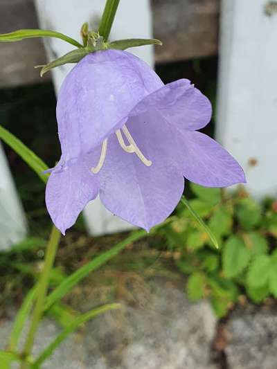 Die wunderschöne Welt mit Hund.-Beitrag-Bild