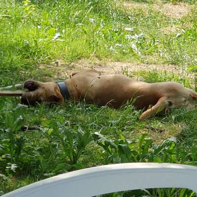 Fotosammlung: ,,Der natürliche Hund" Unbearbeitet, ungestellt und in Natura-Beitrag-Bild