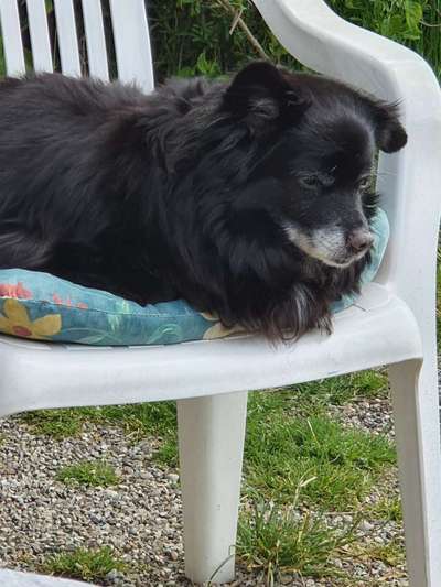 Regenbogenbrücke-Beitrag-Bild