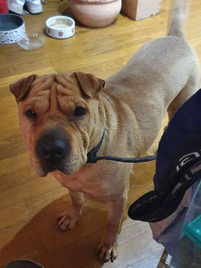 Wie heißt dein Hund?-Beitrag-Bild