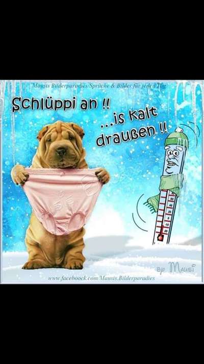 Hunde Memes-Beitrag-Bild