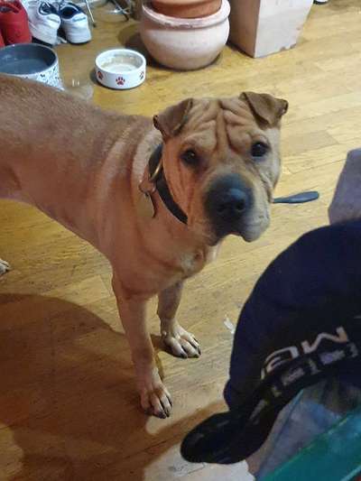 Warum liebst du deinen Hund?-Beitrag-Bild