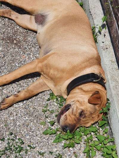 52. Collagenchallenge: Dein Hund im Sonnenschein-Beitrag-Bild