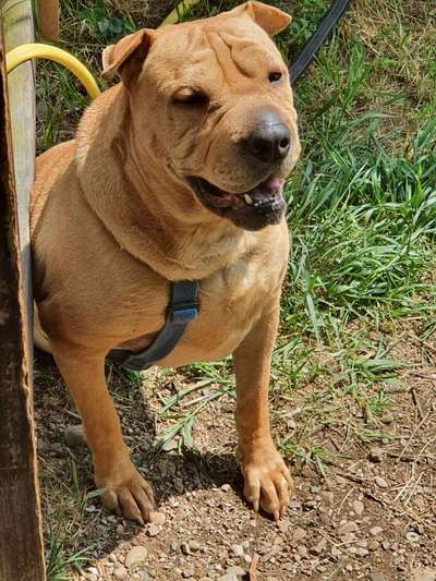 Lieblingsbild von euren Hunden?-Beitrag-Bild