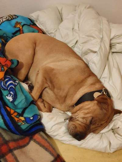 Morgenmuffel-Beitrag-Bild