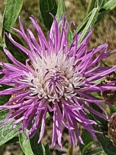 Die wunderschöne Welt mit Hund.-Beitrag-Bild