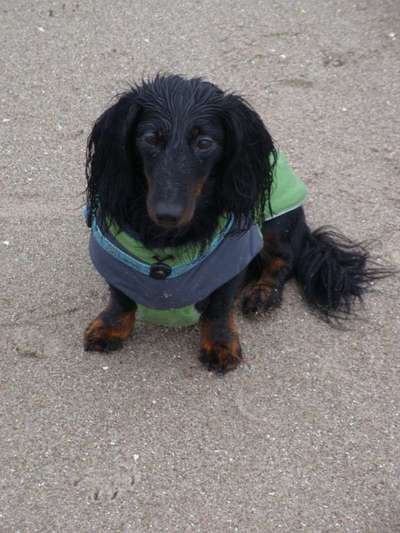 Dogorama-Monats-Challenge-Mai "Wasser"-Beitrag-Bild