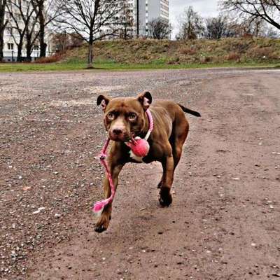 Mischlinge - die beste Rasse die es gibt-Beitrag-Bild