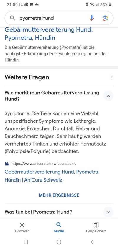 Symptome Pyometra-Beitrag-Bild