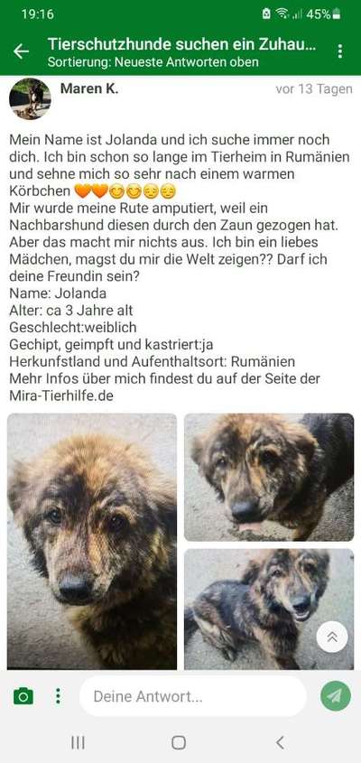 Tierschutzhunde suchen ein Zuhause-Beitrag-Bild