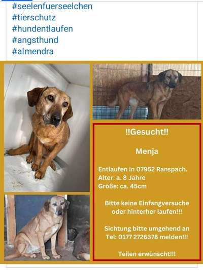 Entlaufene, Gefundene und Vermisste Hunde-Beitrag-Bild