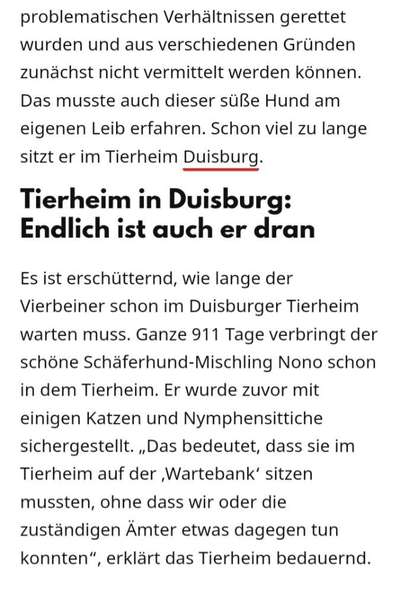 Überfüllte und unterfinanzierte Tierheime – Braucht es politisches Handeln?-Beitrag-Bild