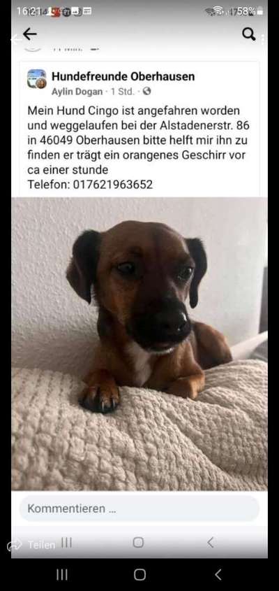 Entlaufene, Gefundene und Vermisste Hunde-Beitrag-Bild