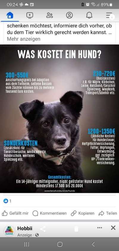 Überbiss beim Welpe-Beitrag-Bild