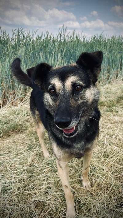 Hundetreffen-Gemeinsame Spaziergänge-Bild