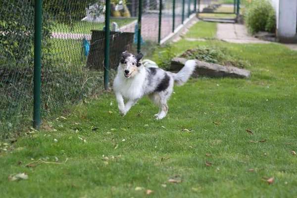 Fotosammlung: ,,Der natürliche Hund" Unbearbeitet, ungestellt und in Natura-Beitrag-Bild