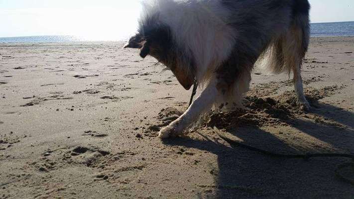 Fotosammlung: ,,Der natürliche Hund" Unbearbeitet, ungestellt und in Natura-Beitrag-Bild