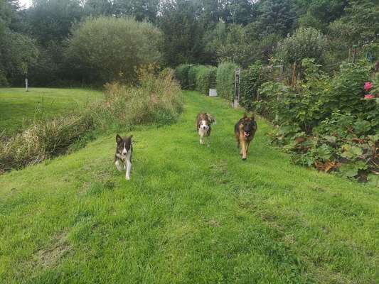 Hundetreffen-Gassigehen in Buttelstedt-Bild