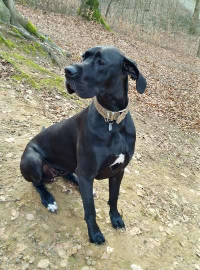 Deutsche Doggen Besitzer zeigt euch-Beitrag-Bild