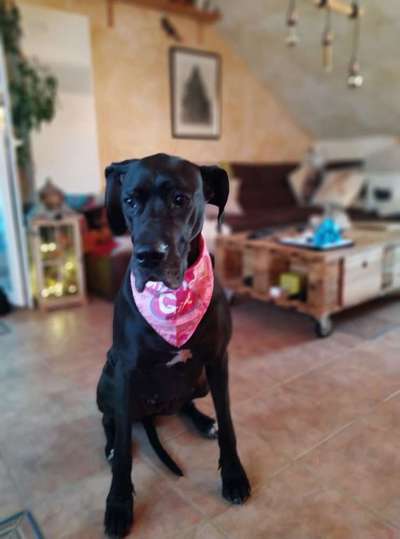 Deutsche Doggen Besitzer zeigt euch-Beitrag-Bild