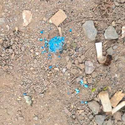 Giftköder-Blaue Substanz - Giftköder-Bild